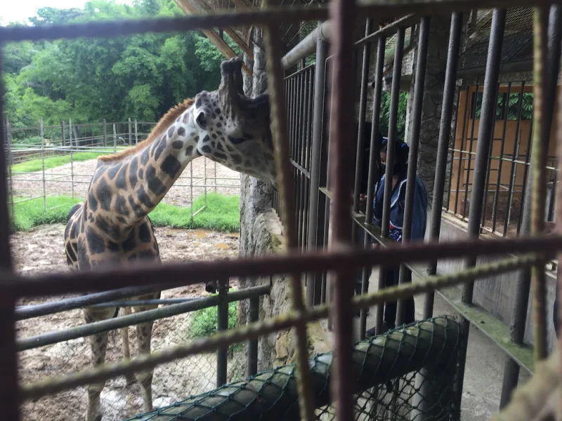Photograph 50 from Gift For Life Makes Visits to the National Emperor Valley Zoo